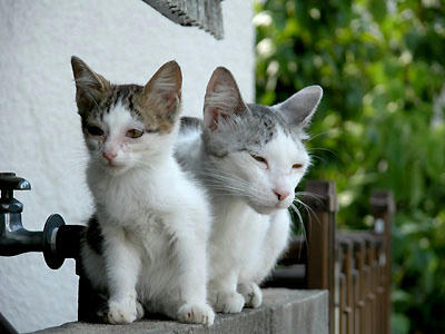 白サバ母猫＆白キジ子猫