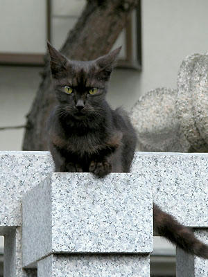 黒スモーク母猫