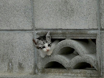 塀の中から・・・白キジ子猫