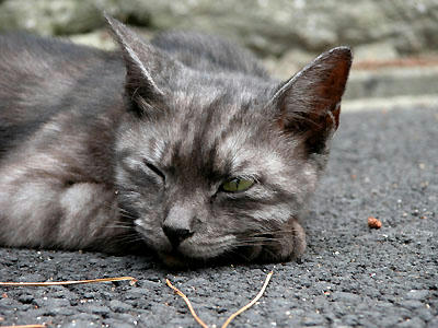 黒スモーク母猫