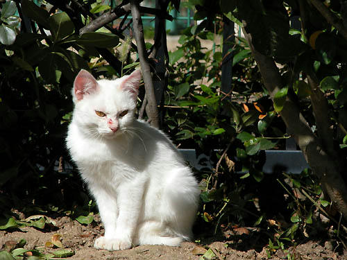 白子猫