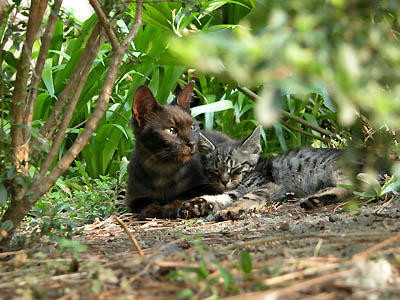 暖かい母、黒猫とキジトラ子猫