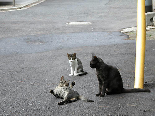 キジ子猫と白キジ子猫・・そして黒母猫