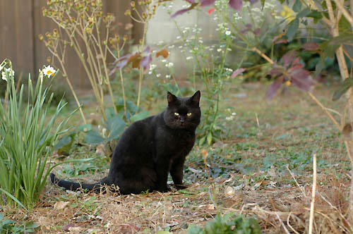 黒猫と花