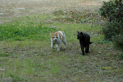黒猫と茶白