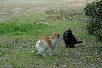 黒猫と茶白猫